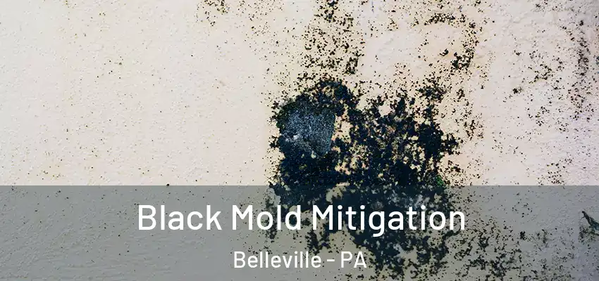  Black Mold Mitigation Belleville - PA