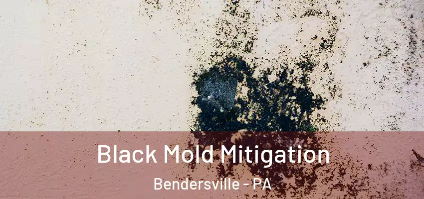  Black Mold Mitigation Bendersville - PA