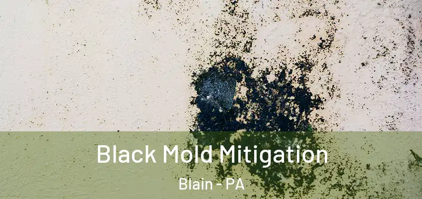  Black Mold Mitigation Blain - PA