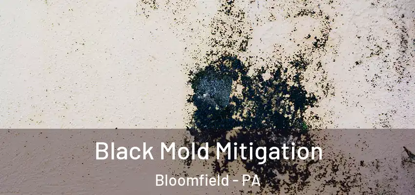  Black Mold Mitigation Bloomfield - PA
