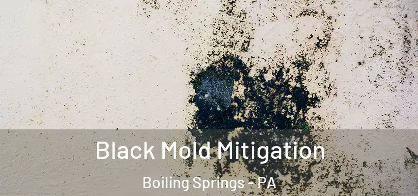 Black Mold Mitigation Boiling Springs - PA