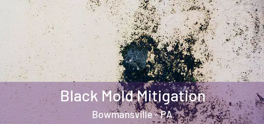 Black Mold Mitigation Bowmansville - PA