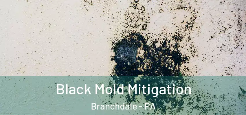 Black Mold Mitigation Branchdale - PA