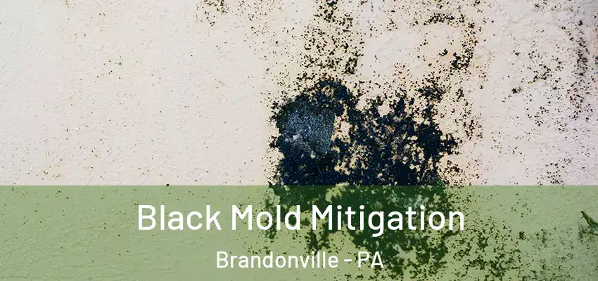 Black Mold Mitigation Brandonville - PA