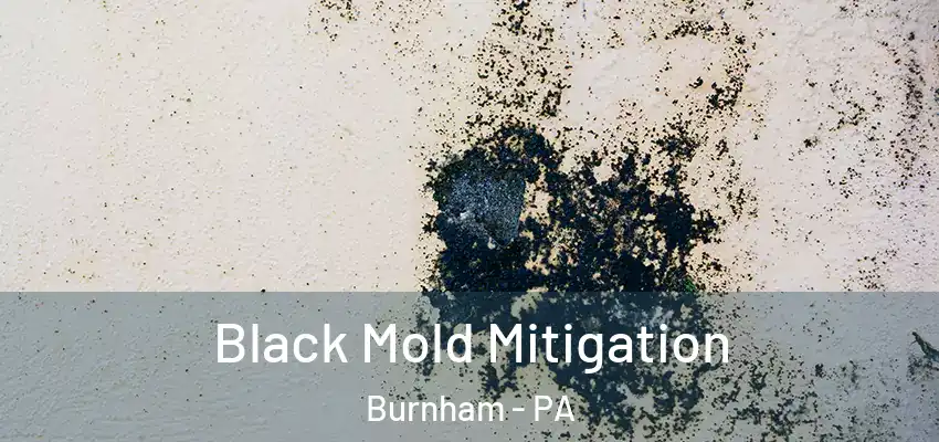 Black Mold Mitigation Burnham - PA