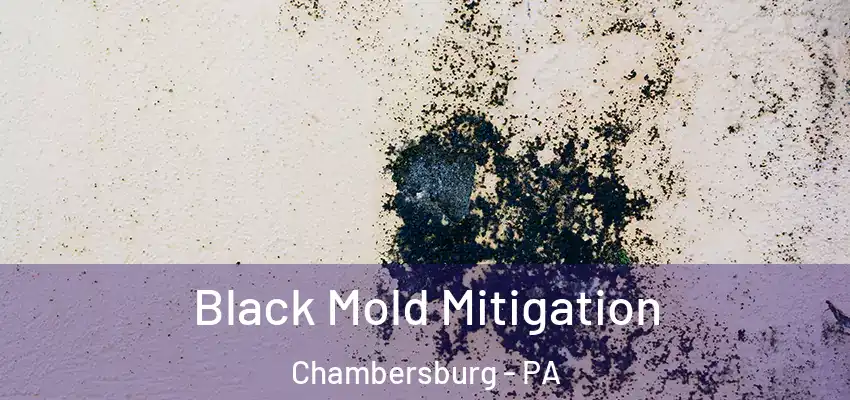 Black Mold Mitigation Chambersburg - PA