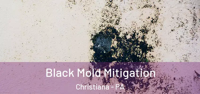  Black Mold Mitigation Christiana - PA