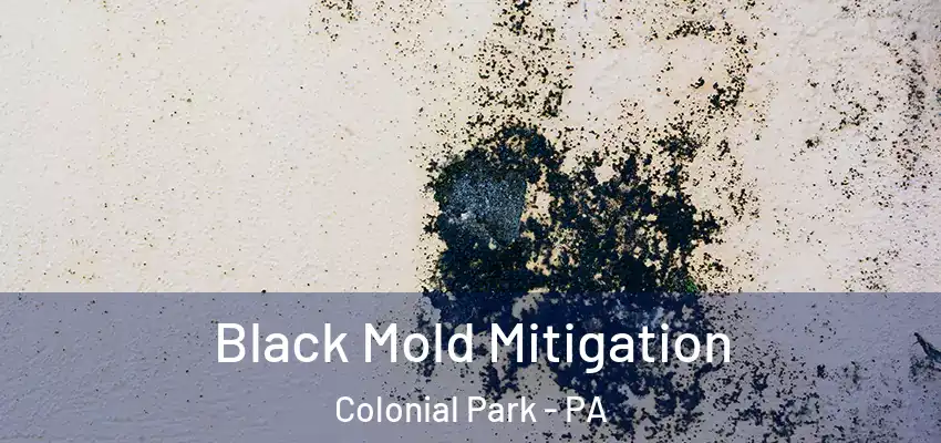 Black Mold Mitigation Colonial Park - PA