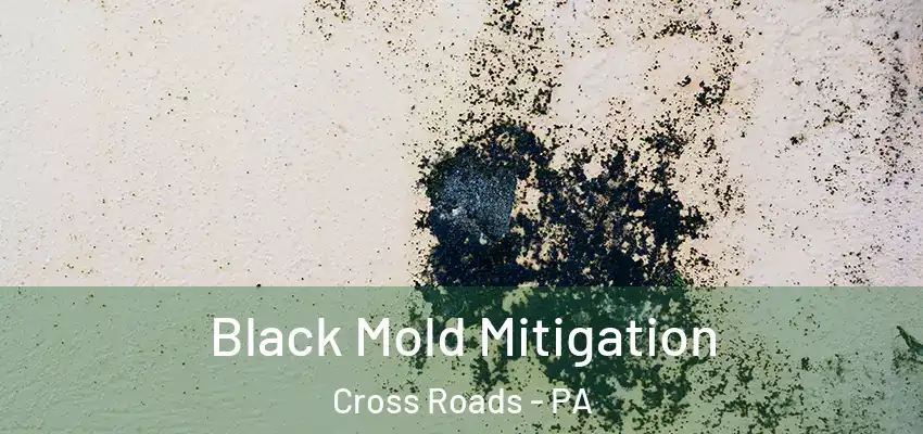  Black Mold Mitigation Cross Roads - PA
