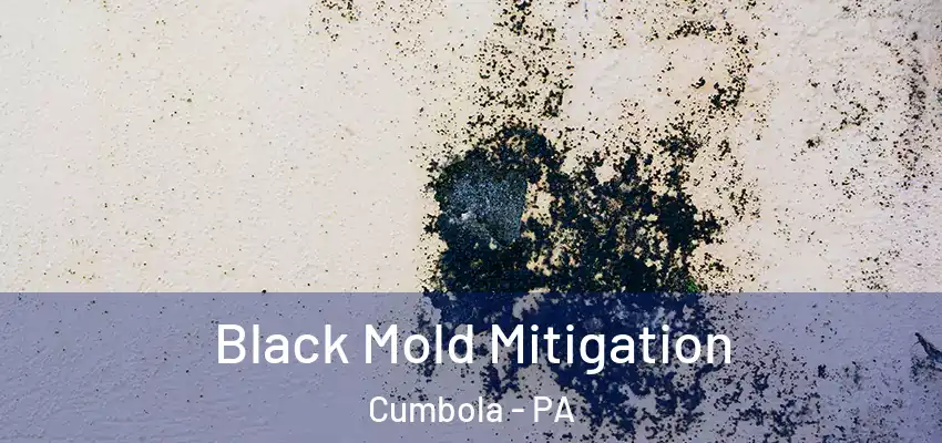 Black Mold Mitigation Cumbola - PA