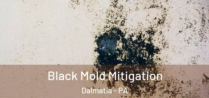  Black Mold Mitigation Dalmatia - PA