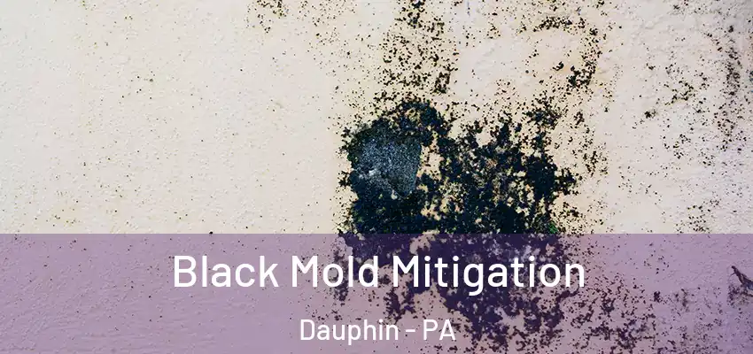  Black Mold Mitigation Dauphin - PA