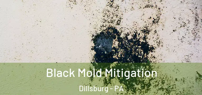 Black Mold Mitigation Dillsburg - PA