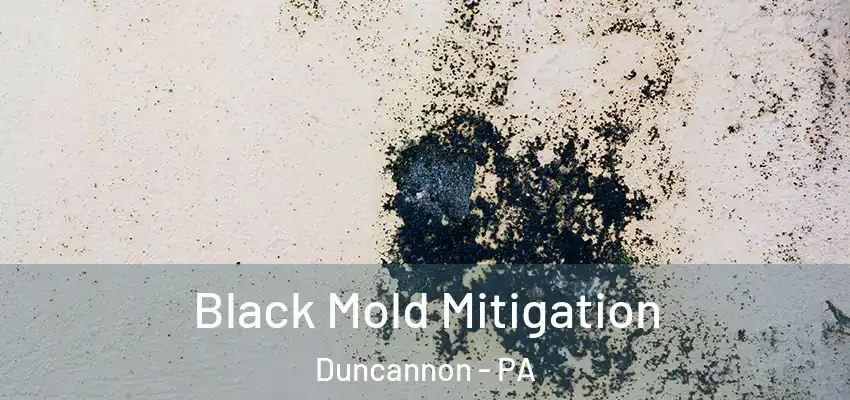 Black Mold Mitigation Duncannon - PA
