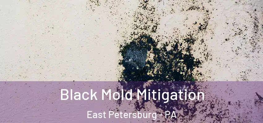 Black Mold Mitigation East Petersburg - PA