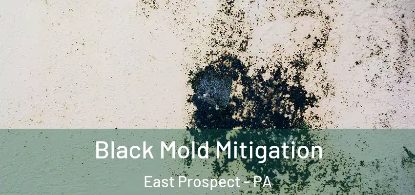 Black Mold Mitigation East Prospect - PA