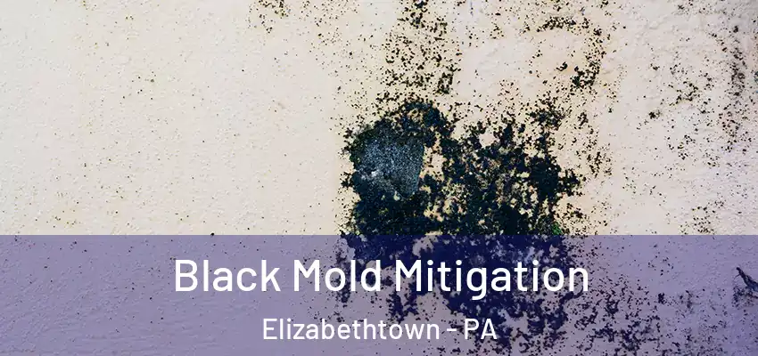 Black Mold Mitigation Elizabethtown - PA