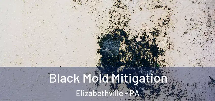 Black Mold Mitigation Elizabethville - PA