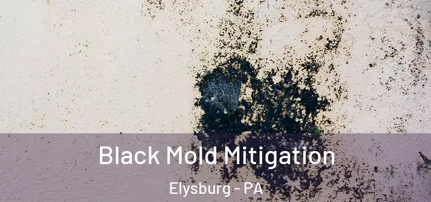  Black Mold Mitigation Elysburg - PA