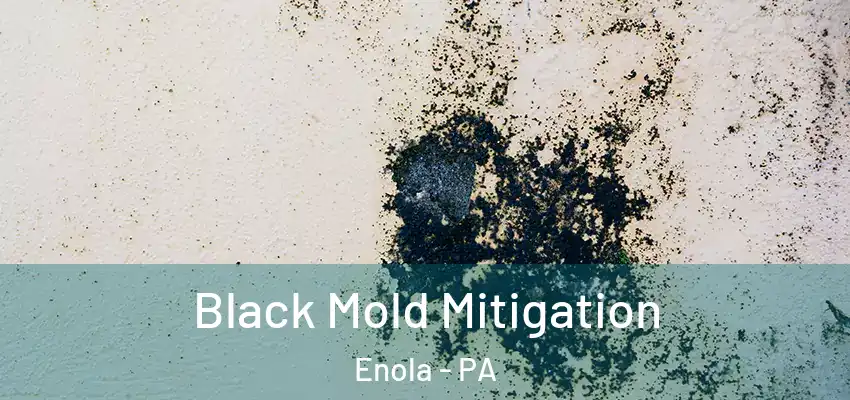  Black Mold Mitigation Enola - PA
