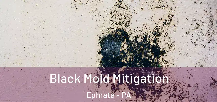  Black Mold Mitigation Ephrata - PA