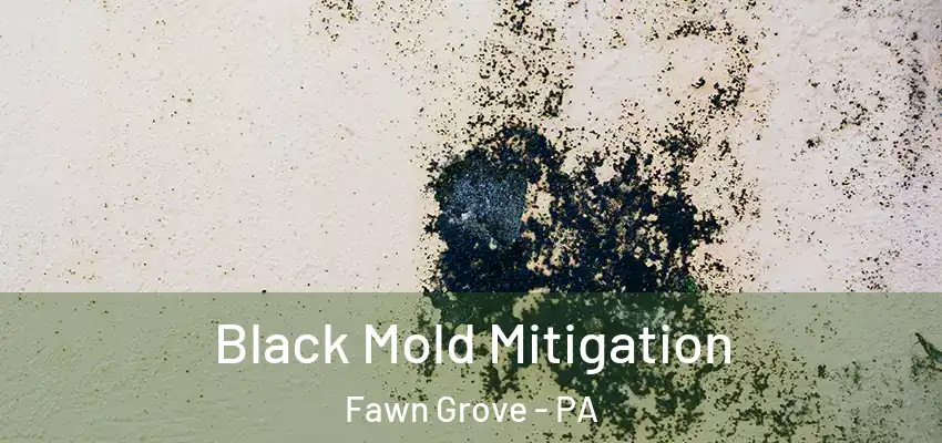  Black Mold Mitigation Fawn Grove - PA