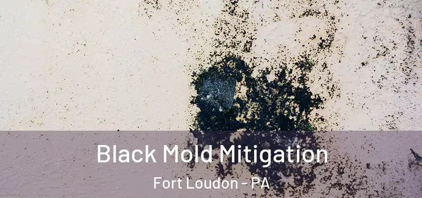  Black Mold Mitigation Fort Loudon - PA