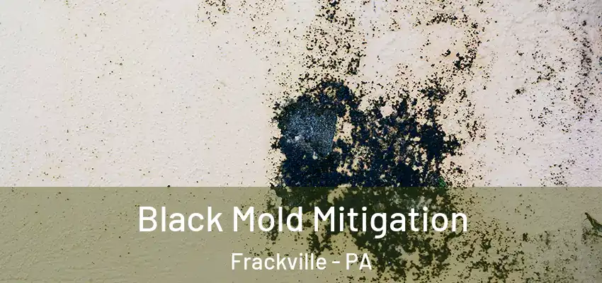 Black Mold Mitigation Frackville - PA