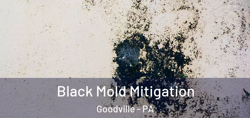  Black Mold Mitigation Goodville - PA