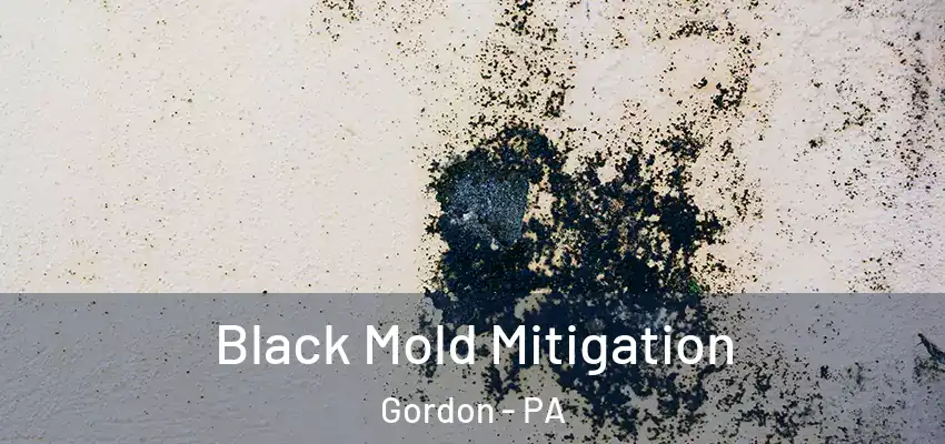  Black Mold Mitigation Gordon - PA