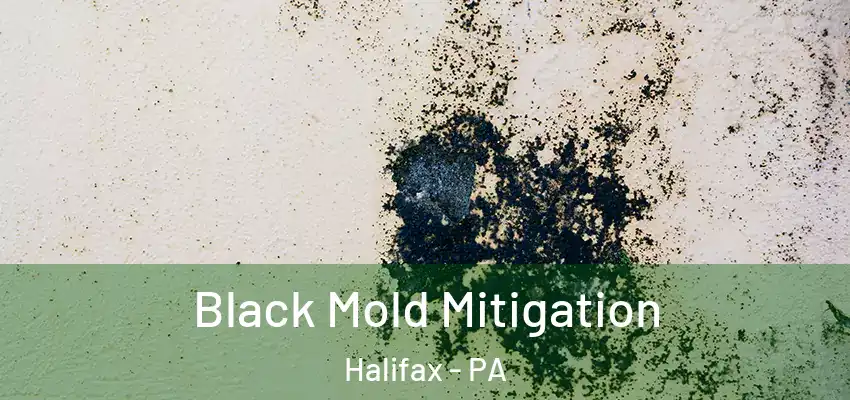 Black Mold Mitigation Halifax - PA