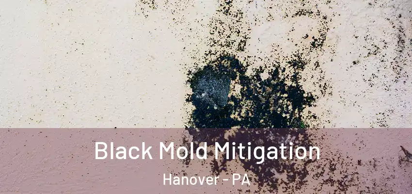  Black Mold Mitigation Hanover - PA