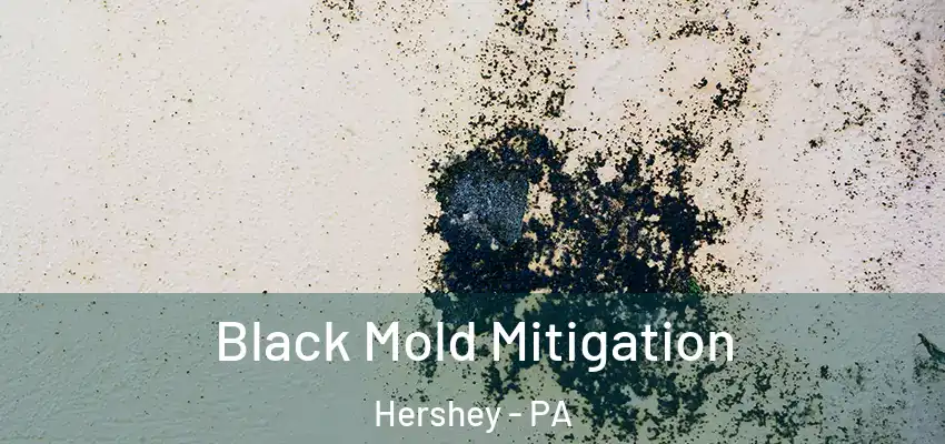 Black Mold Mitigation Hershey - PA