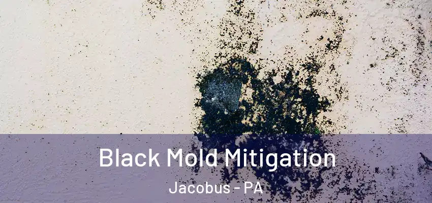  Black Mold Mitigation Jacobus - PA