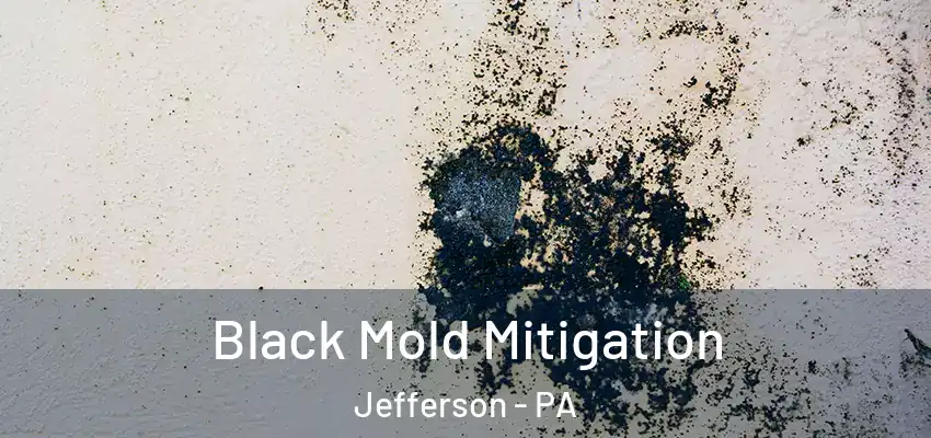 Black Mold Mitigation Jefferson - PA
