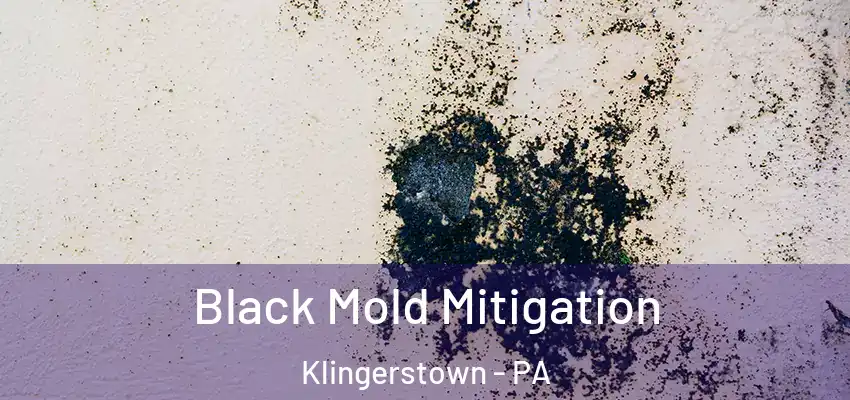 Black Mold Mitigation Klingerstown - PA