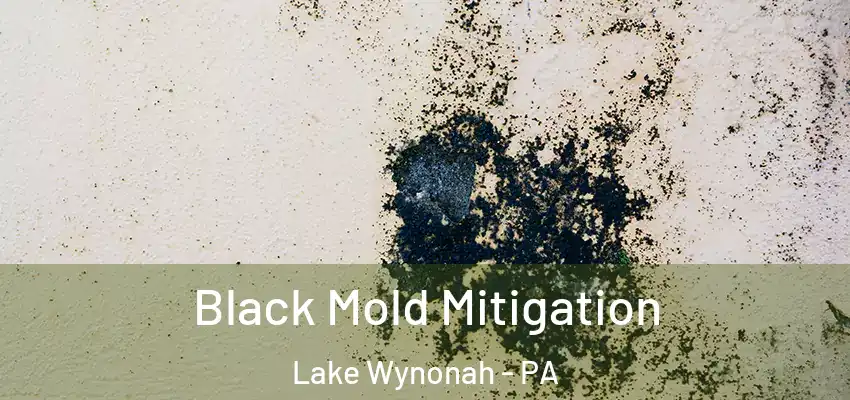 Black Mold Mitigation Lake Wynonah - PA