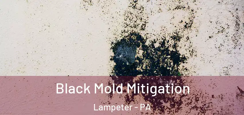 Black Mold Mitigation Lampeter - PA