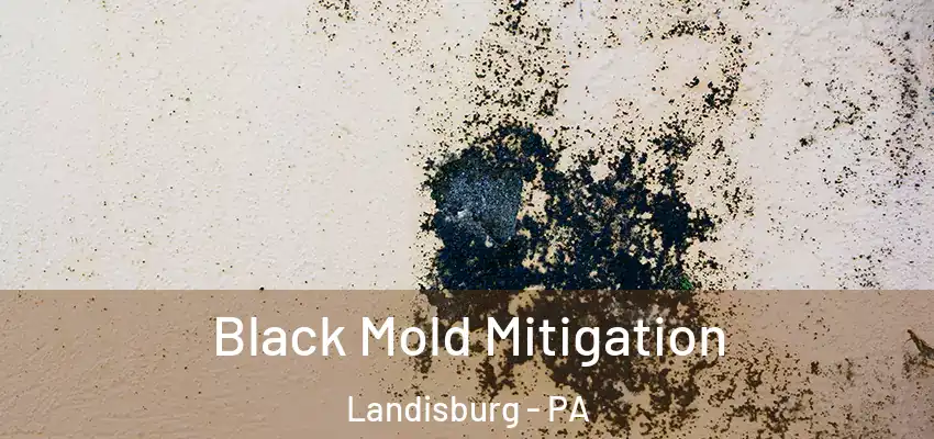  Black Mold Mitigation Landisburg - PA