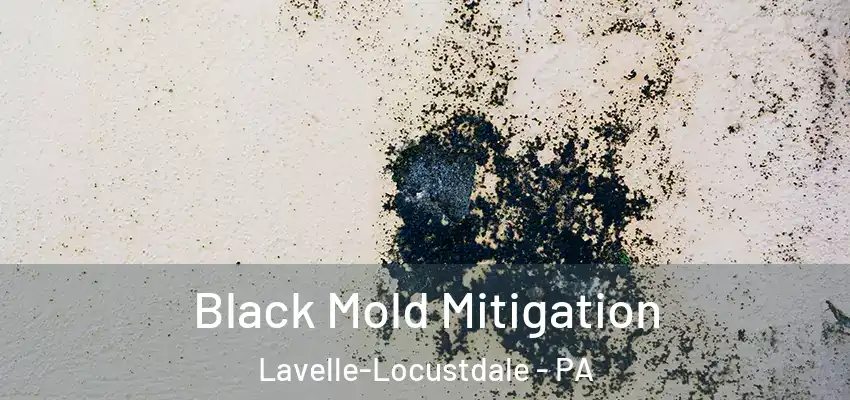 Black Mold Mitigation Lavelle-Locustdale - PA
