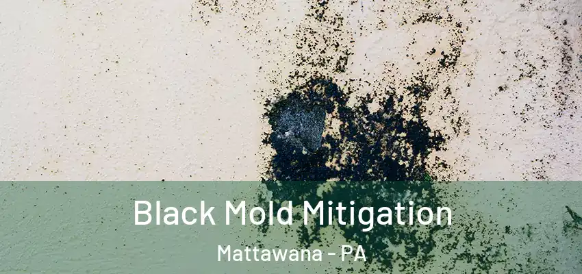 Black Mold Mitigation Mattawana - PA