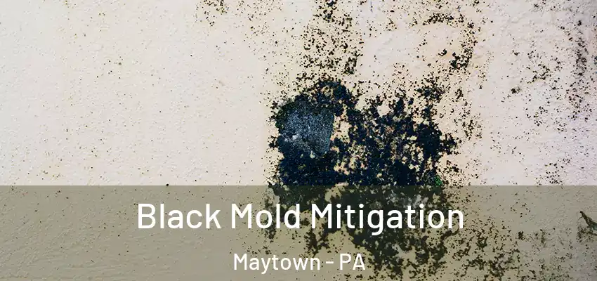  Black Mold Mitigation Maytown - PA