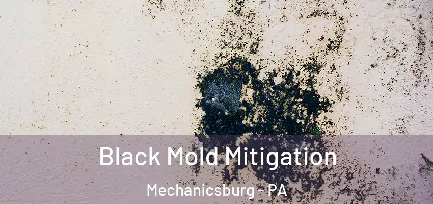  Black Mold Mitigation Mechanicsburg - PA