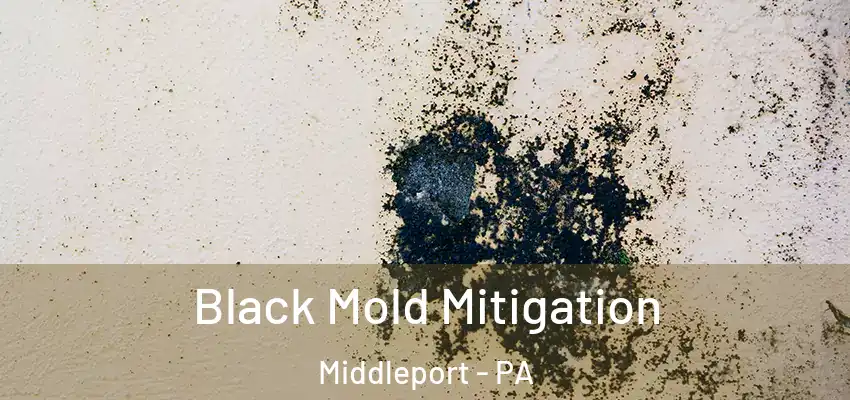 Black Mold Mitigation Middleport - PA