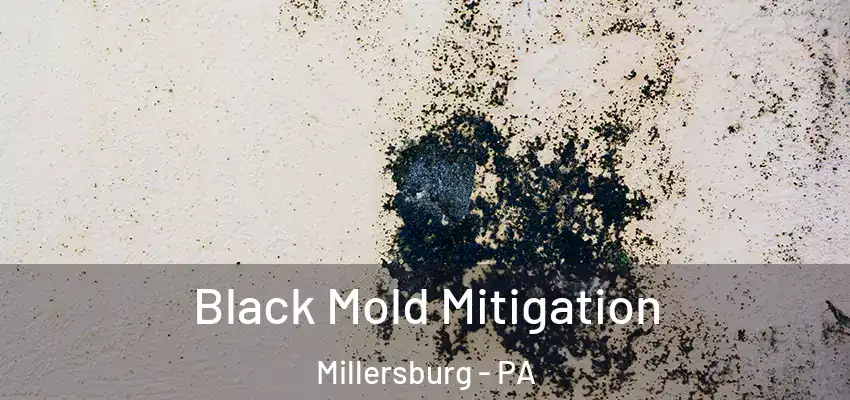 Black Mold Mitigation Millersburg - PA