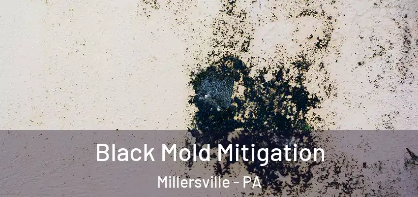 Black Mold Mitigation Millersville - PA