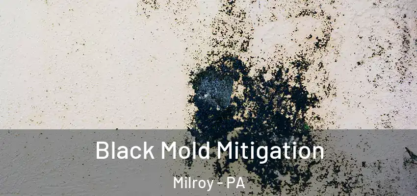  Black Mold Mitigation Milroy - PA