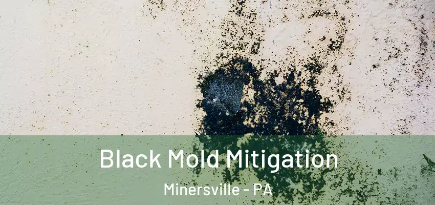  Black Mold Mitigation Minersville - PA