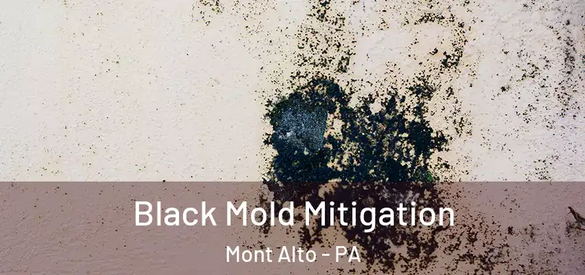 Black Mold Mitigation Mont Alto - PA