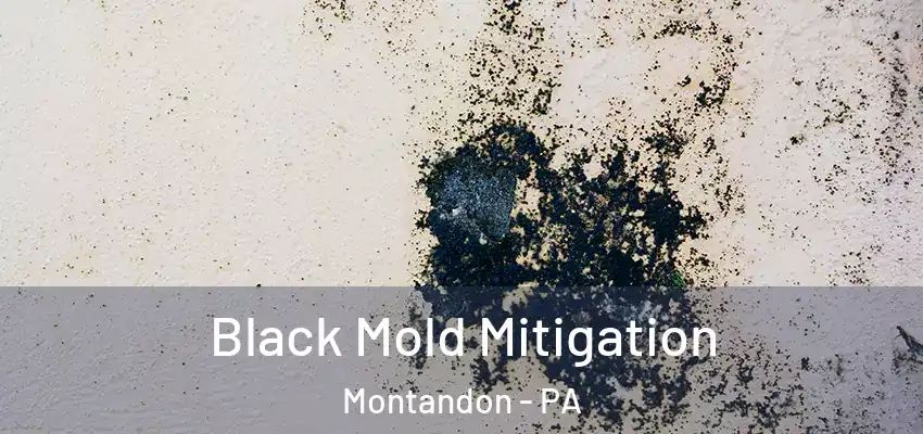  Black Mold Mitigation Montandon - PA